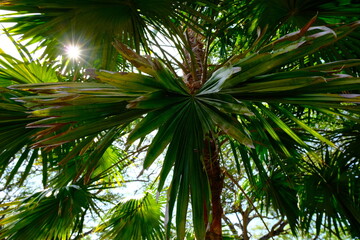 Fototapeta premium Sunlight Filtering Through Lush Green Palm Leaves in a Tropical Forest
