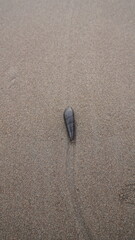 Sea snail move on the soft sand leaving traces