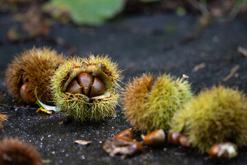 自然界のイガ付き栗