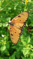 Obraz premium butterfly in the garden