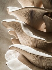 Closeup of oyster mushrooms, delicate and soft in texture.