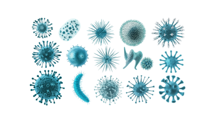 different type of bacteria png