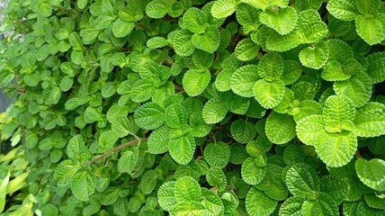 Fototapeta premium green leaves background