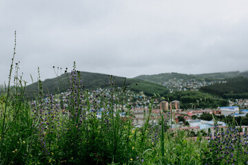 Fototapeta premium Gorno-Altaisk City view from above in Altay mountains, small town rooftops panoramic view, suburbans from bird's eye view, foggy hills, travel in Russia. Wild flowers in foreground.