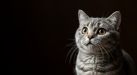 Obraz premium Beautiful Gray British Shorthair Cat Portrait Dark Background Pet Animal Photography Studio Shot eyes cute 