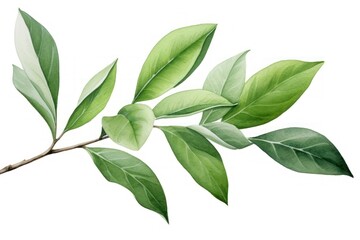 Tea leaves plant herbs leaf.