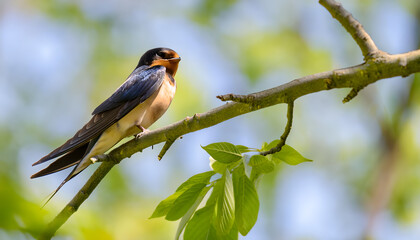 Fototapeta premium ツバメ