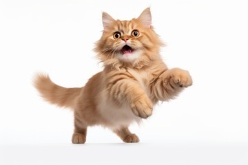 Smiling cat jumping mammal animal kitten.