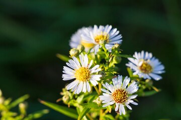 Obraz premium Scotland, Ardfern. White asters.