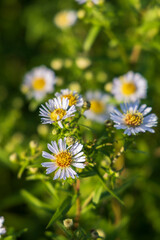 Scotland, Ardfern. White asters.