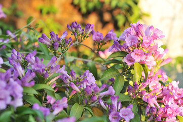 Garlic vine violet flower selective focus point