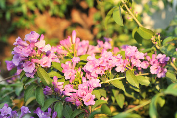 Garlic vine violet flower selective focus point