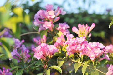 Garlic vine violet flower selective focus point