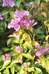 Garlic vine violet flower selective focus point
