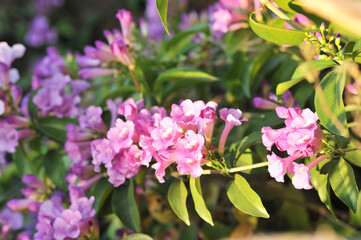 Garlic vine violet flower selective focus point