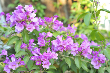 Garlic vine violet flower selective focus point