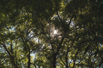 Luz a travez de la copa de varios arboles