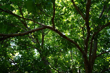 Copa de Nogal desde abajo