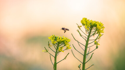 Honey bee on rape flower