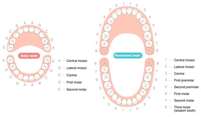 A set explaining the dental arches of permanent and baby teeth, along with their respective names.