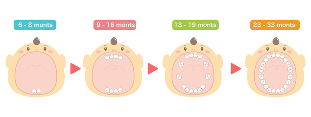 Baby teeth eruption order and baby with its mouth wide open.