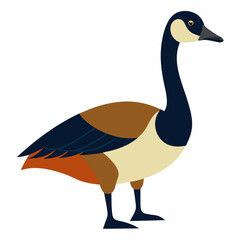 vector illustration of a canada goose