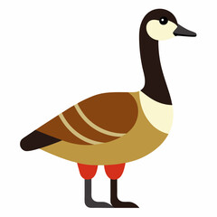 vector illustration of a canada goose