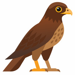 common buzzard vector illustration