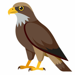 common buzzard vector illustration