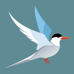 vector illustration of an common tern bird