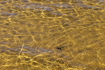 Frog Swimming in Clear Lake Water