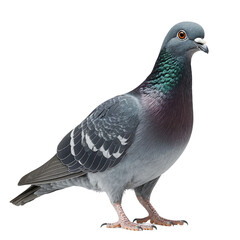 Obraz premium Pigeon bird isolated on white background