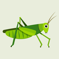vector illustration of a grasshopper