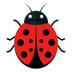 ladybug on white background
