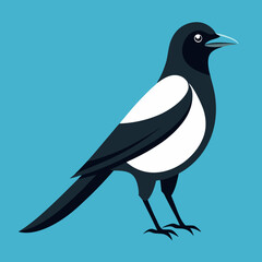 Fototapeta premium vector illustration of a magpie