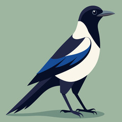 magpie vector illustration