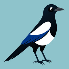 vector illustration of a magpie