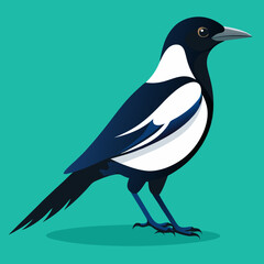 vector illustration of a magpie