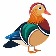 mandarin duck vector illustration