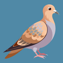 vector illustration of a mourning dove