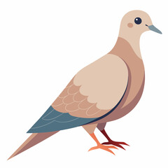 vector illustration of a mourning dove