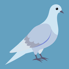 mourning dove vector illustration