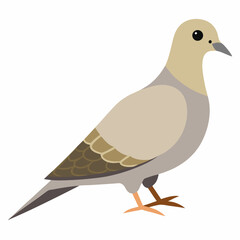 dove isolated on white background