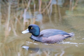New Zealand Scaup Swimming Gracefully on a Calm Pond