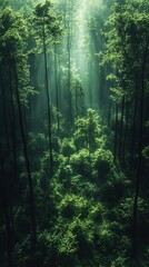 Obraz premium Sunbeams filtering through a lush green forest