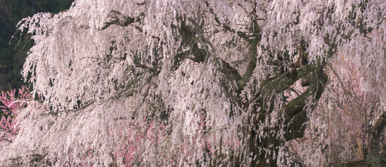 満開の枝垂れ桜をクローズアップで撮影