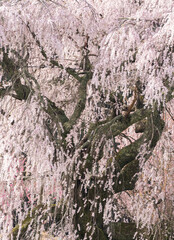満開の枝垂れ桜をクローズアップで撮影