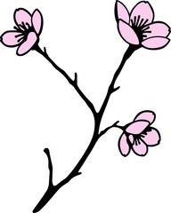 Beautiful pink cherry blossoms on a branch in springtime bloom in a clear and bright background