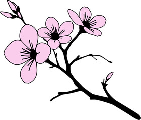 Beautiful pink cherry blossoms on a branch in springtime bloom in a clear and bright background