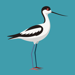 vector illustration of a pied avocet